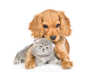 English cocker spaniel puppy dog hugs tiny kitten. isolated on white background