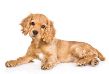 Portrait of a English cocker spaniel puppy lying in side view and tilting head. isolated on white...