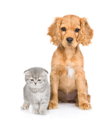 Obraz premium English cocker spaniel puppy dog and kitten sit together in front view. isolated on white background
