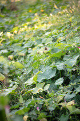 Lush pumpkin seedlings crawling all over the ground