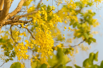 Golden shower (Cassia fistula), the yellow flower of Thailand.