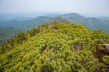 Far Eastern taiga. Cedar elfin on a high mountain ridge. Coniferous branches of a mountain pine on the background of the summer sky.