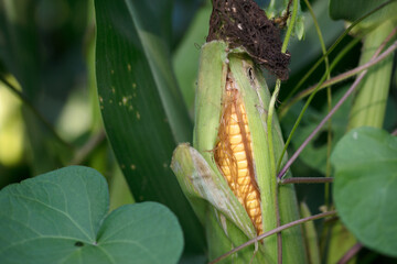 The green and tender corn cobs were peeled apart, partially exposing the corn seeds