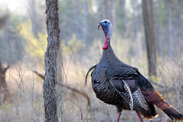 Close up shot of domestic turkey bird