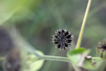 Close-up of wild Abutilon seeds
