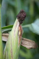 The green corn that is about to mature leaks out the corn kernels