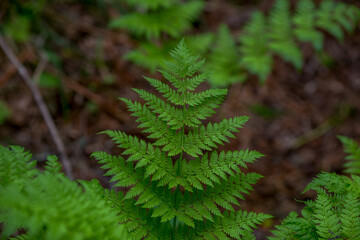 Green Leaf of a Far Eastern fern.