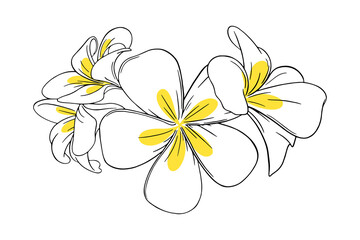 Frangipani or plumeria tropical flower for leis. Engraved frangipani with yellow petals isolated in white background. Outline vector illustration