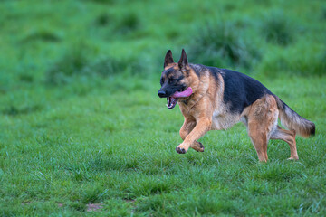 2021-06-28 A GERMAN SHEPARD RUNNING THROUGH A LUSH GREEN FIELD