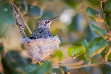 Bummingbird in the Nest