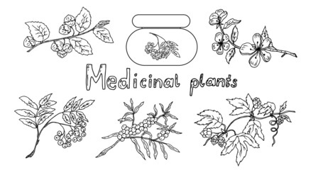 Medicinal plants. Sea buckthorn, hops, apple, mountain ash, hazel. Vector illustration. Linear drawing.