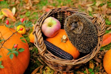 Hedgehog in the autumn garden. European forest hedgehog in a basket with pumpkins, corn, apples in the autumn garden. View from above