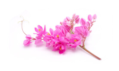 Mexican creeper isolated on white background. Mexican creeper (Antigonon leptopus), common name...