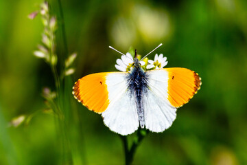 bright butterfly in the summer free