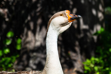 wonderful goose on free grazing