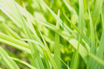 Obraz na płótnie Canvas Grass close-up. Green juicy summer grass. Background. Sedge.