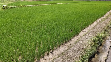 rice field