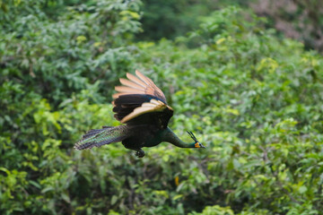 Green peafowl fly in the sky