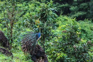 Green peafowl in the Rain