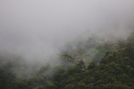fog in the forest © Weerapong