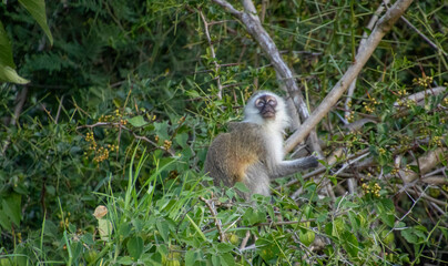 Naklejka premium A small vervet monkey spots a raptor flying overhead
