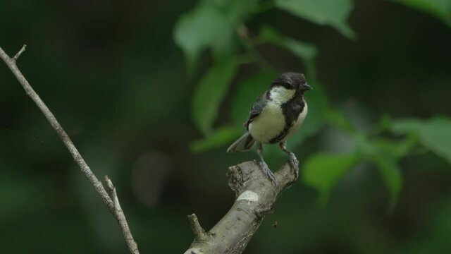 Male Japanese Tit Resting On Branch With Bokeh Foliage At Background. - Close Up Shot