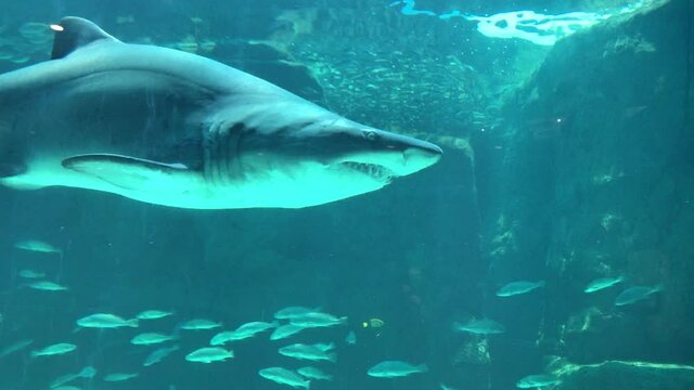 Shark ragged tooth or sand tiger shark swimming in a tank
