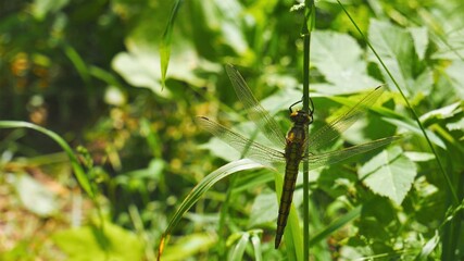 Dragonfly sits on a stalk.