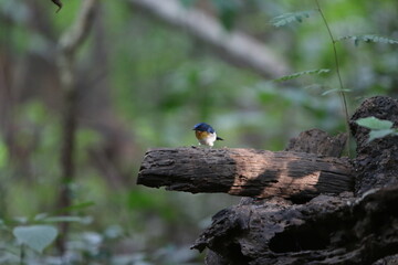 Indochinese Blue Flycatcher