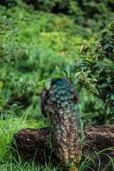 Green peafowl Relax under Stone