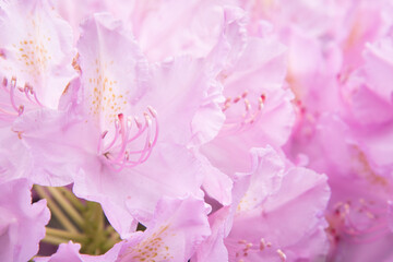 Pink floral background. A delicate pastel shade. Flower petals close-up