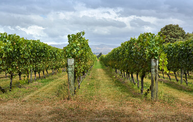 Fototapeta na wymiar Grape Vines in Marlborough in Autumn, New Zealand