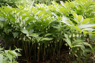 Polygonatum hirtum, flowering plant. A plant with white hanging flowers. background, texture