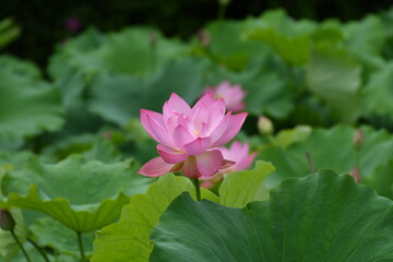 星名池の蓮の花
