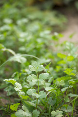 Fototapeta na wymiar Grown coriander, fresh coriander in the vegetable field