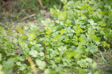 Grown coriander, fresh coriander in the vegetable field