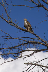 Sonoran Desert wildlife. A Ferruginous Hawk in Tucson, Arizona on a tree branch against a blue sky. 