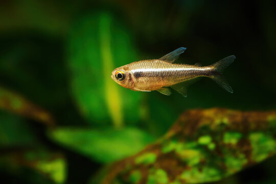 Sick black neon fish - raised scales.