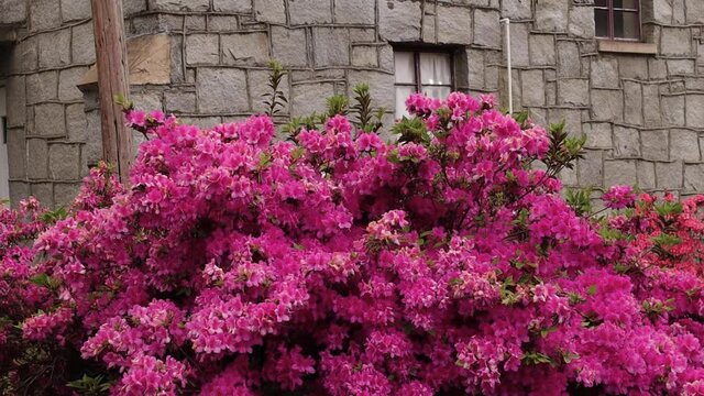 Red and pink flowers on a bush bumble bee and old vintage stone wall texture