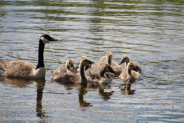Growing Goslings, Pylypow Wetlands, Edmonton, Alberta