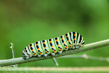 chenille machaon sur une tige. Une chenille aux couleurs magnifiques: vert, orange et noir