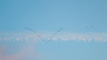 Flock of wild birds flying in a wedge against blue sky with white and pink clouds in sunset The concept of avian migratory