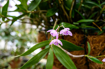 Obraz na płótnie Canvas Dendrobium Noble. flowers of the genus Orchids.