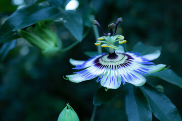 Foto del fiore Passiflora