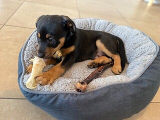 Puppy Chewing