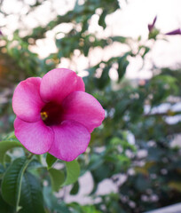 Beautiful purple flower of, Allamanda blanchetii.