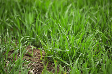 Green green grass on spring day