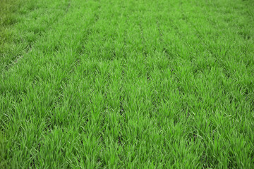 Obraz premium Green green grass on spring day