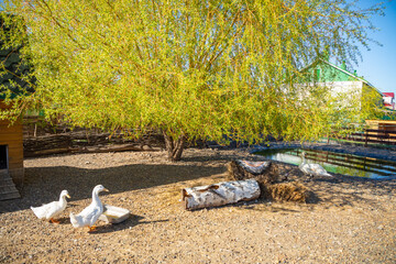 Farm animals and birds in a private contact zoo Vovkin dvor or Vova's yard in Kemerovo, Siberia, Russia