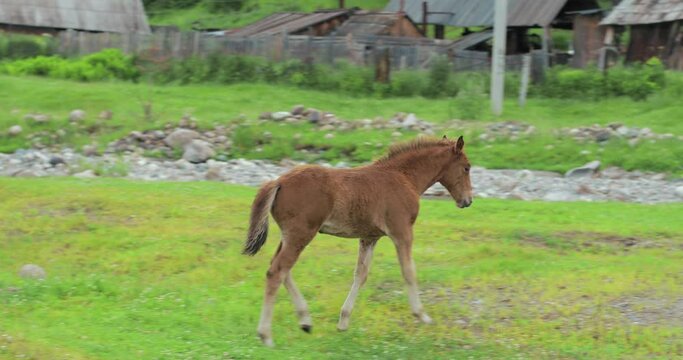 A young foal walks on a green field. Most likely, he is going to his mother. The horse is very calm and beautiful.